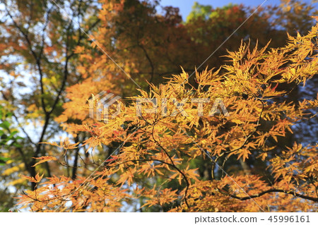 Yakushiji Temple Iko Adachi-ku，東京 45996161