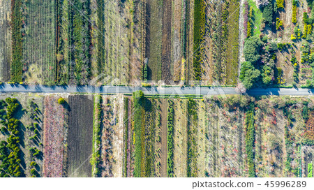 Aerial view Scenery of Minuma rice field taken with a kite 45996289