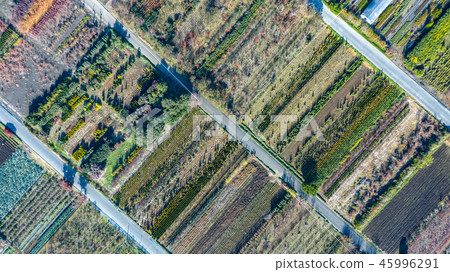 Aerial view Scenery of Minuma rice field taken with a kite 45996291