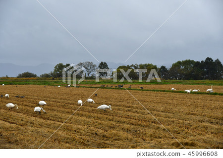 Swan in Lake Inawashiro Swan in Lake Inawashiro 45996608