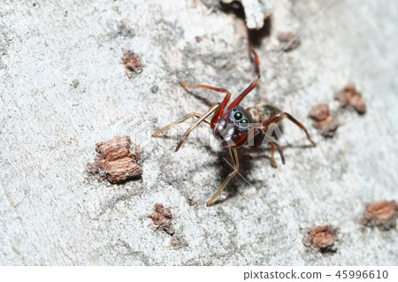 Arigmo (female) Arigmo (female) 45996610