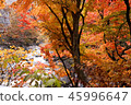 Autumn leaves of Marubata valley 45996647