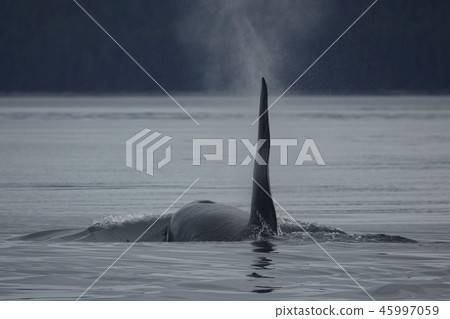 逆戟鯨 45997059