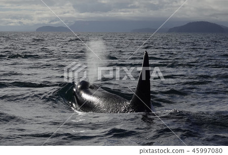 逆戟鯨 45997080