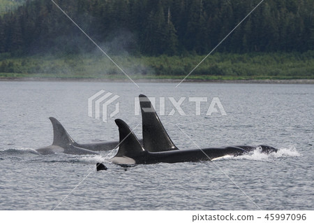 逆戟鯨 逆戟鯨 45997096