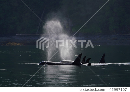 Orcases Orcases 45997107