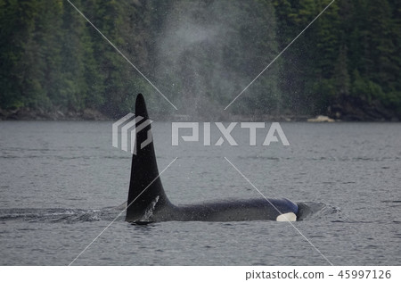 Orcases Orcases 45997126