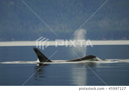 Orcases Orcases 45997127