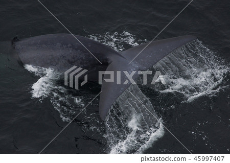 blue whale 45997407