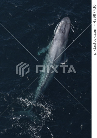 blue whale 45997430