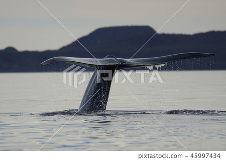 blue whale 45997434