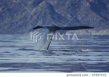 blue whale 45997435