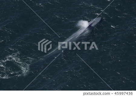 藍鯨 45997436