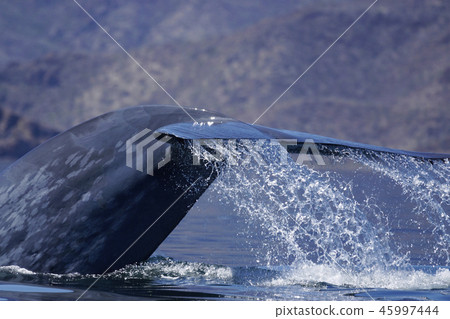 blue whale blue whale 45997444