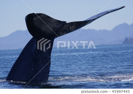 blue whale 45997445