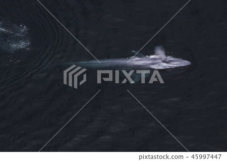 blue whale blue whale 45997447