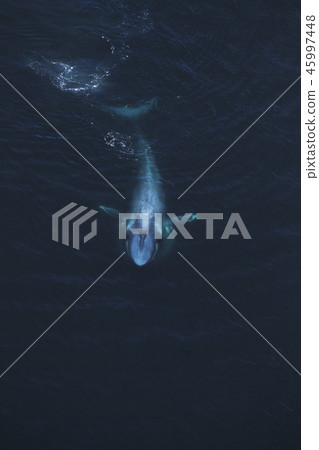 blue whale blue whale 45997448