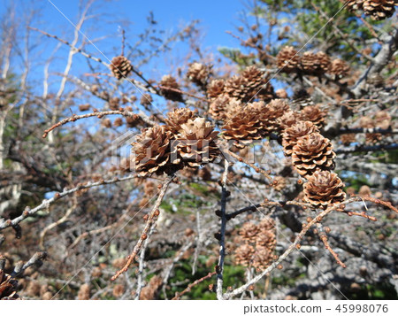 落葉松針葉落葉松 落葉松針葉落葉松 45998076