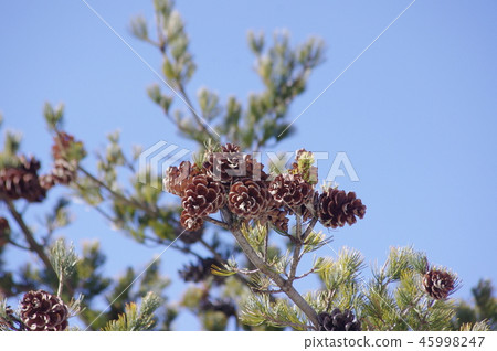 Consciousness of Gojo pine Consciousness of Gojo pine 45998247