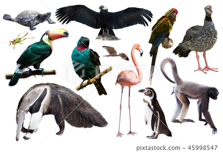south america animals isolated 45998547