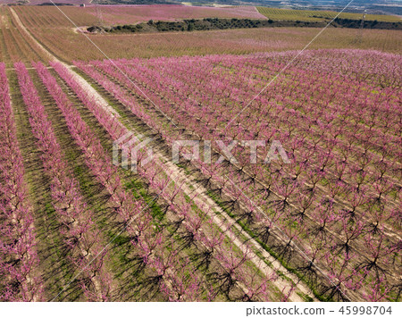 Blossoming of peach in the fields and meadows of Europe 45998704