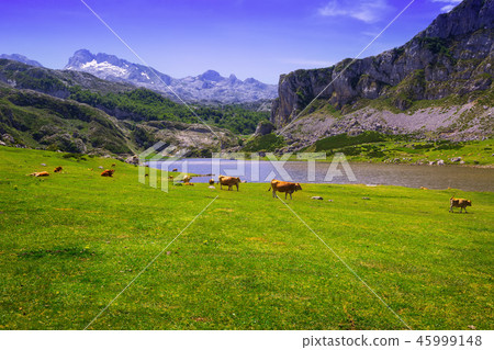 mountains landscape with lake and cows mountains landscape with lake and cows 45999148