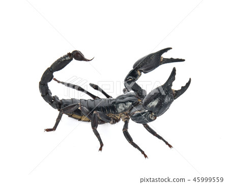 scorpion on white background scorpion on white background 45999559