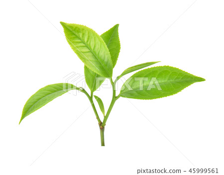 Green tea leaf on white background Green tea leaf on white background 45999561