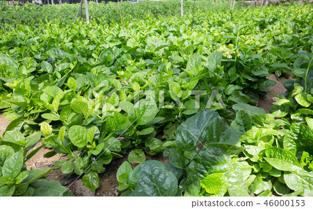 Seedlings of Malabar Spinach growing in sunny greenhouse Seedlings of Malabar Spinach growing in sunny greenhouse 46000153