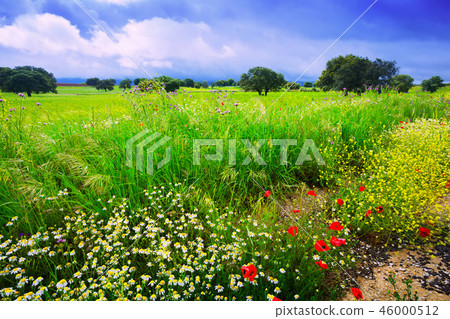 landscape with green grass and dark sky 46000512