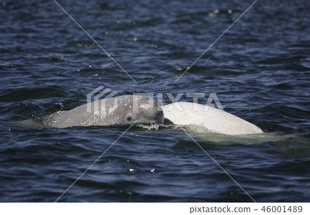 白鯨 46001489