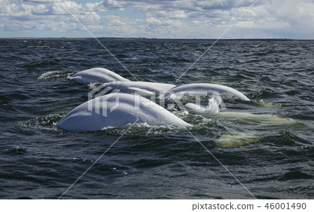 Beluga Beluga 46001490