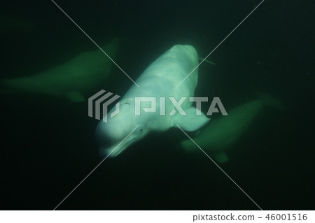 白鯨 白鯨 46001516