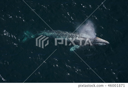 Gray Whale 46001871