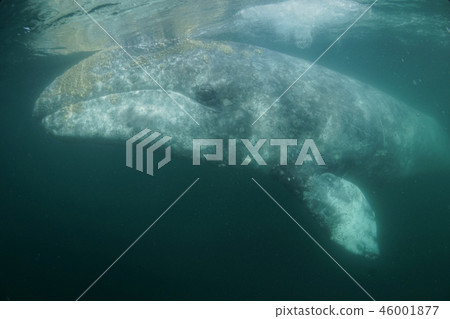 Gray Whale Gray Whale 46001877