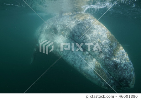 Gray Whale 46001880