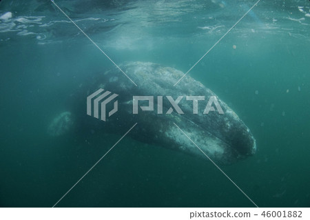 Gray Whale Gray Whale 46001882