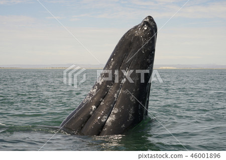 Gray Whale 46001896