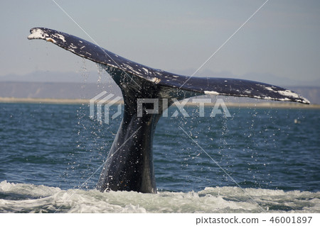 Gray Whale 46001897