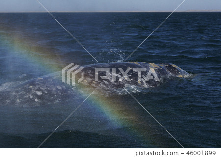 Gray Whale 46001899