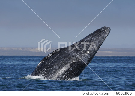 Gray Whale 46001909