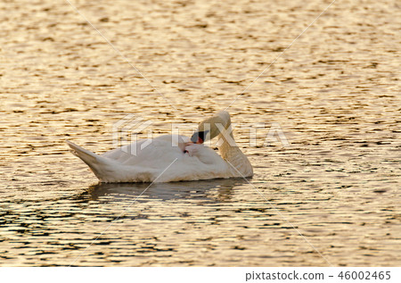 Cygnus olor, white mute swan swimming on lake 46002465