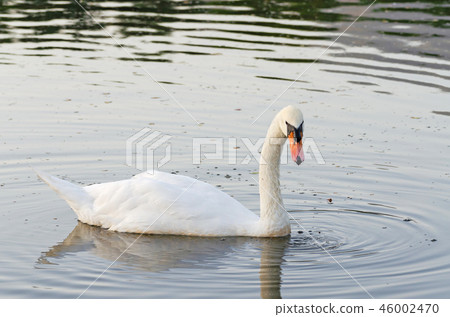 Cygnus olor, white mute swan swimming on lake 46002470