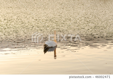 Cygnus olor, white mute swan swimming on lake Cygnus olor, white mute swan swimming on lake 46002471