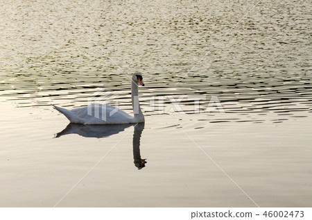 Cygnus olor, white mute swan swimming on lake Cygnus olor, white mute swan swimming on lake 46002473