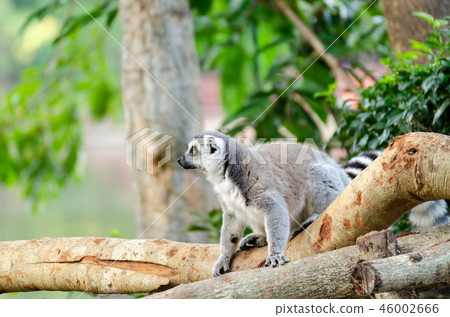 lemur catta in the natural zoo lemur catta in the natural zoo 46002666