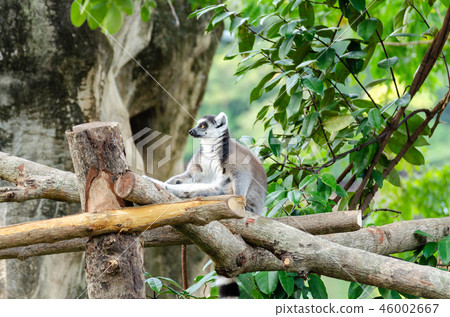 lemur catta in the natural zoo lemur catta in the natural zoo 46002667