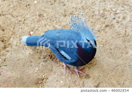 Victoria crowned pigeon (Goura victoria) Victoria crowned pigeon (Goura victoria) 46002854