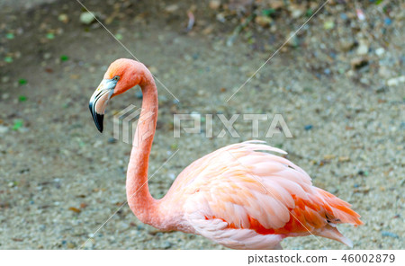 pink Flamingos (Phoenicopteridae) 46002879