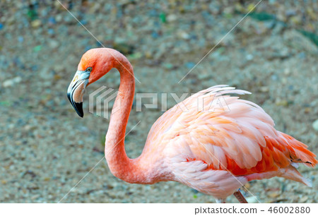 pink Flamingos (Phoenicopteridae) 46002880
